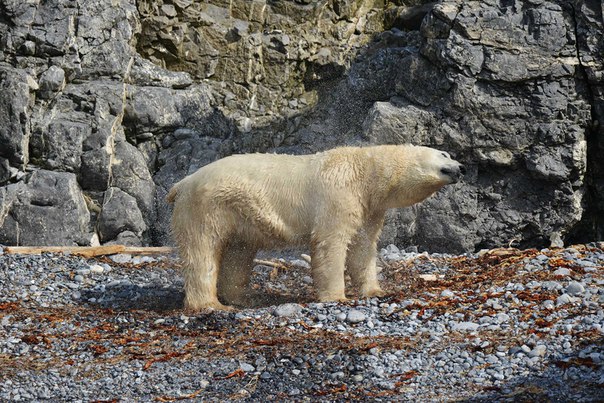Встреча с белым медведем - Полярная экспедиция "Картеш"